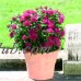 Delray Plants Live Pentas - Outdoor Plants - Fresh from the Farm - Bright Red - 4 pack   566253805
